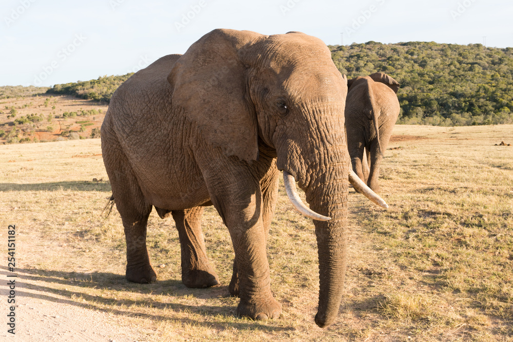 Fototapeta premium Elephants in Addo Elephant National Park in Port Elizabeth - South Africa