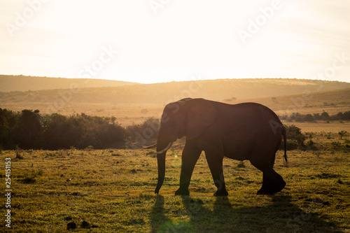 Elephants in Addo Elephant National Park in Port Elizabeth - South Africa