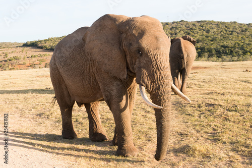 Elephants in Addo Elephant National Park in Port Elizabeth - South Africa
