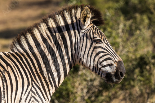 Zebra in Addo Elephant National Park in Port Elizabeth - South Africa