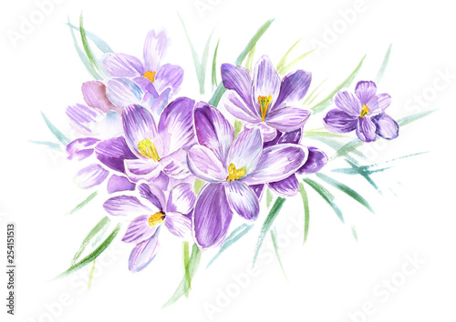 lilac crocus watercolor