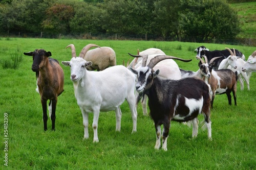 A herd of goats in Ireland.