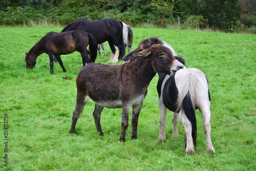 A donkey and a Shetlandpony grooming each other.