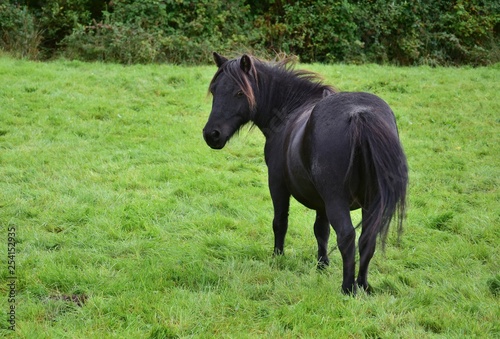 Cute black Shetlandpony in Ireland