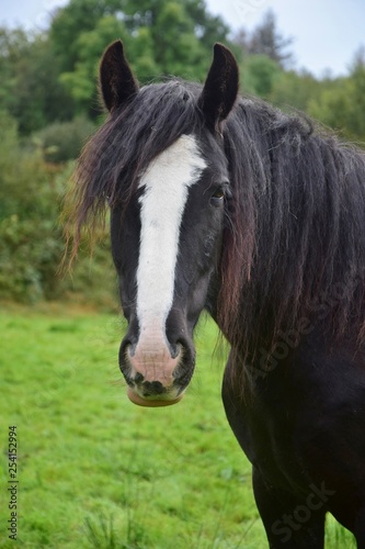 Portrait of a black horse in Ireland.