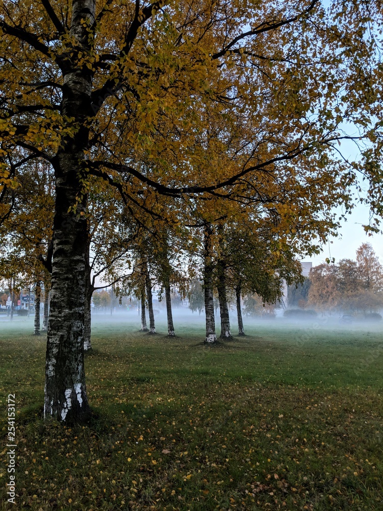 Fototapeta premium autumn in the park