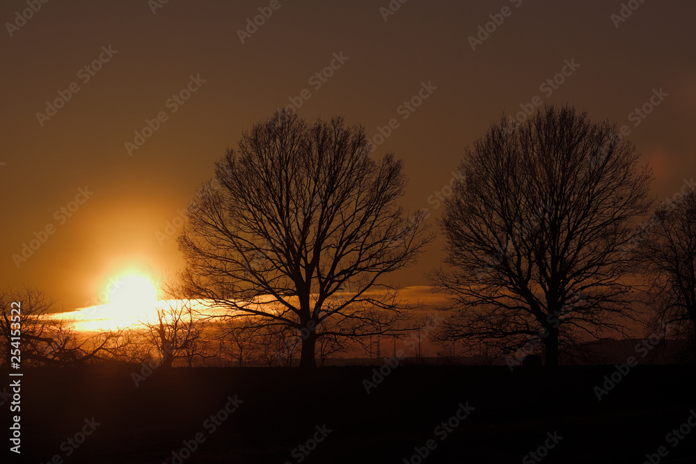 Bäume ohne Blätter im Sonnenuntergang am Abend Bäume ohne Blätter im Sonnenuntergang am Abend