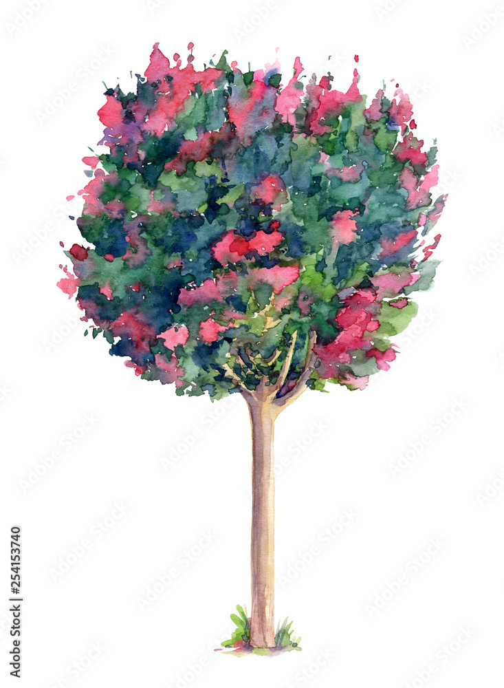 Beautiful Lagerstroemia(crepe myrtle)  tree. Watercolor hand drawn illustration isolated on white background.