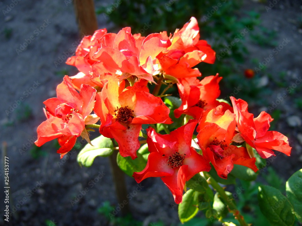 Red rose. Park. Very bright flowers.