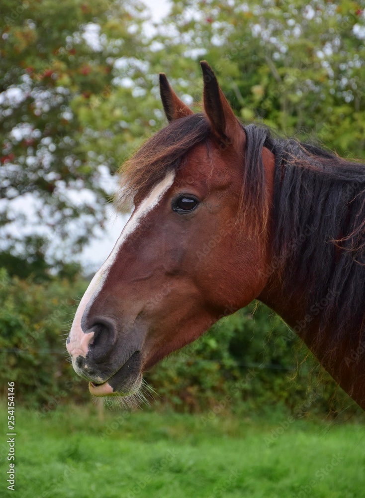Portrait of a relaxed horse in Ireland.