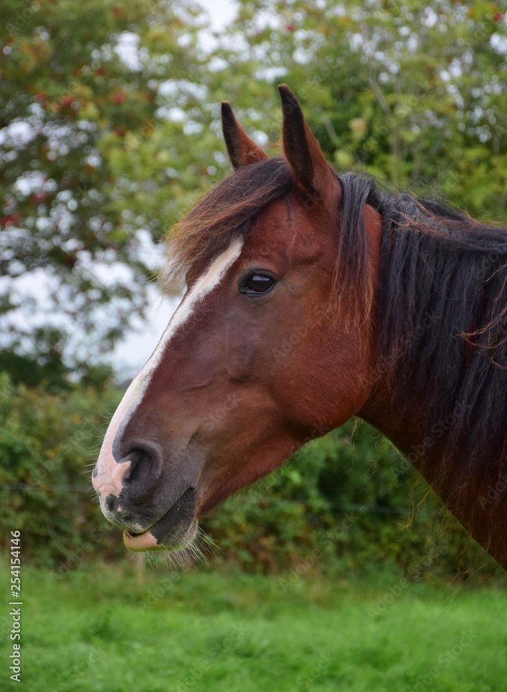 Portrait of a relaxed horse in Ireland. Portrait of a relaxed horse in Ireland.