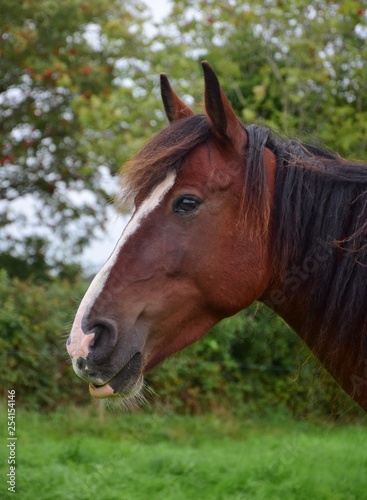 Portrait of a relaxed horse in Ireland.