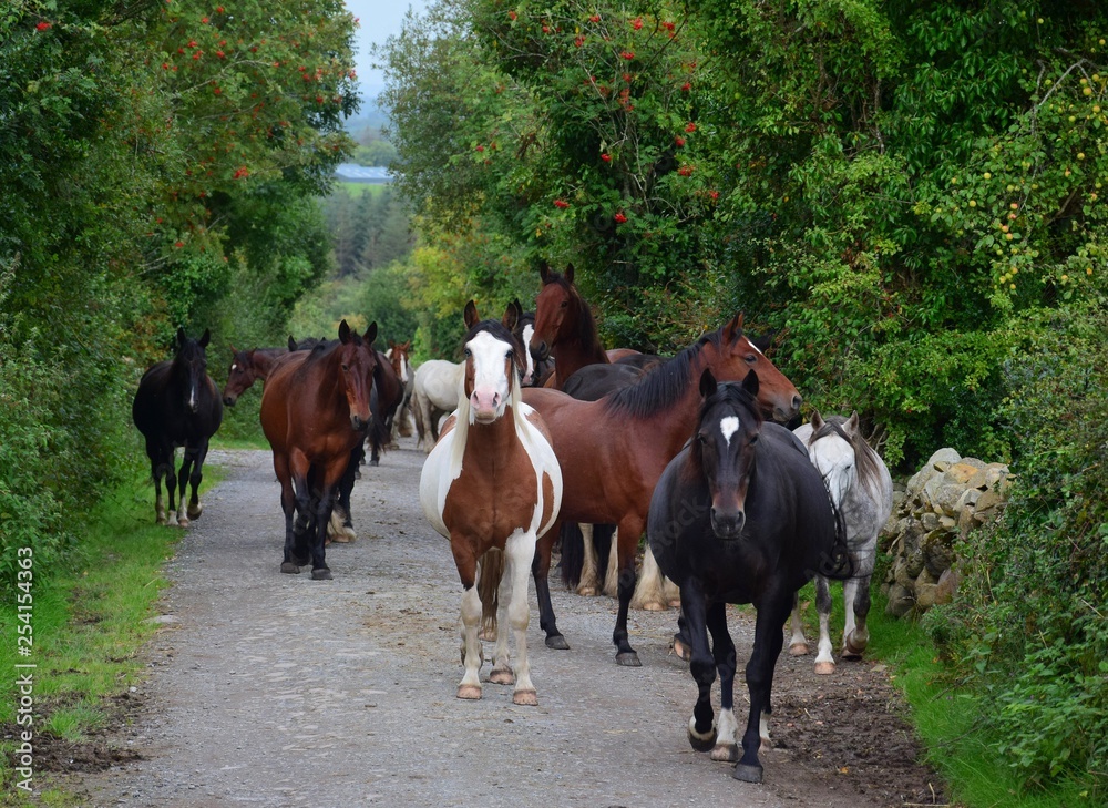 A group of horses going to their stable. Ireland. A group of horses going to their stable. Ireland.