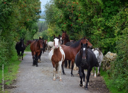 A group of horses going to their stable. Ireland. © Susanne Fritzsche