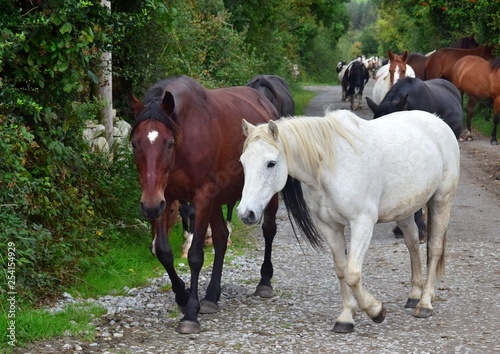 A group of horses going to their stable. Ireland.