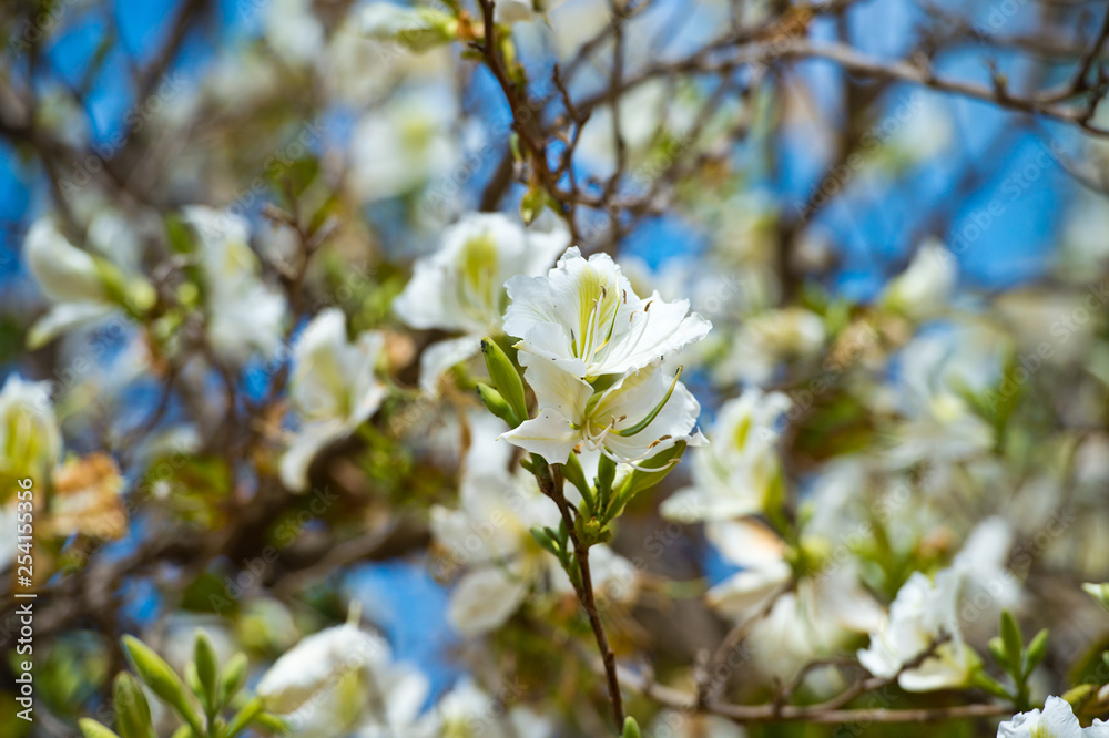 Bauhinia blakeana, Orchid Tree