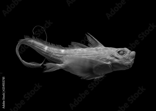 fish on black background  isolated