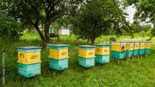 apiary in the garden near the house