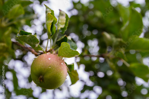 a wet apple grows on a tree after a rain