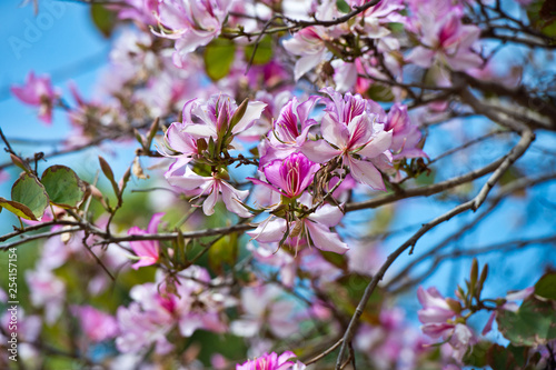 Bauhinia blakeana  Orchid Tree