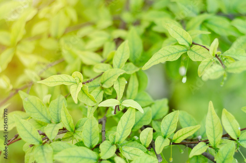 Wallpaper Mural Green leaves in the garden in the morning. Do not focus on objects. Torontodigital.ca
