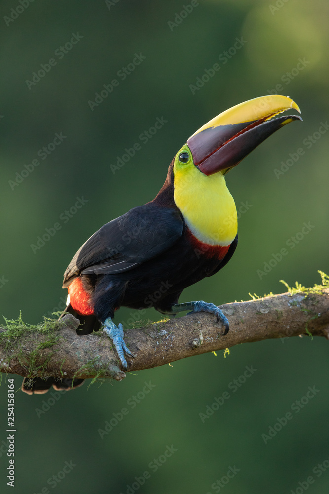 Obraz premium Yellow-breasted toucan in the wild