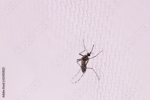 Aedes aegypti or yellow fever mosquito sucking blood on skin,Macro close up show markings on its legs and a marking in the form of a lyre on the upper surface of its thorax