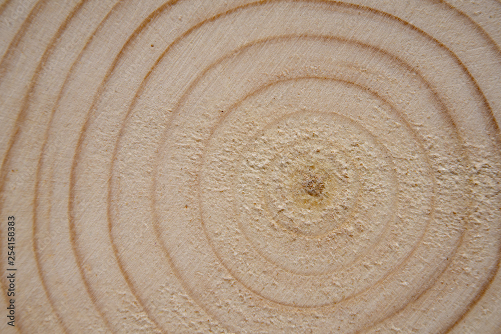 Fototapeta premium Pine tree trunk cross-section with annual rings. Lumber piece close-up shot.