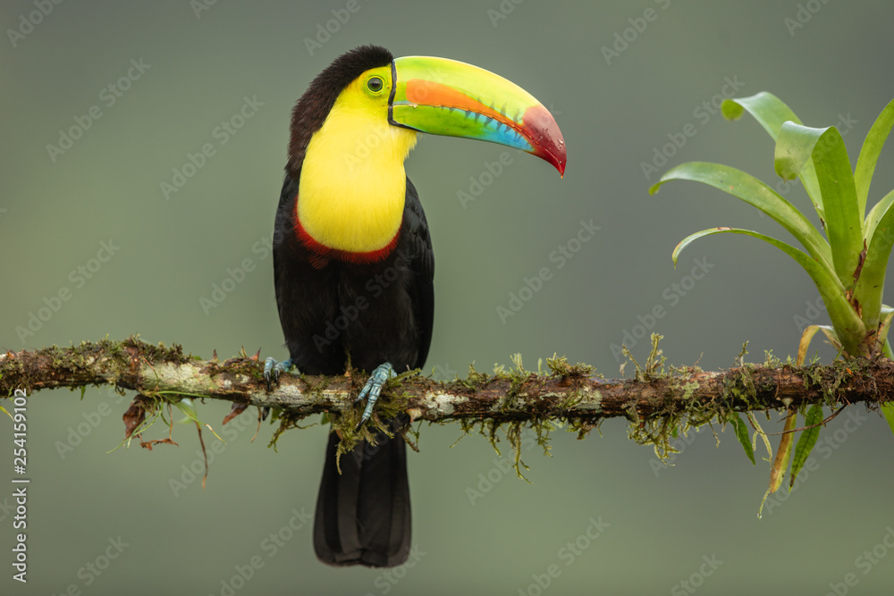 Keel-billed toucan in the wild Keel-billed toucan in the wild