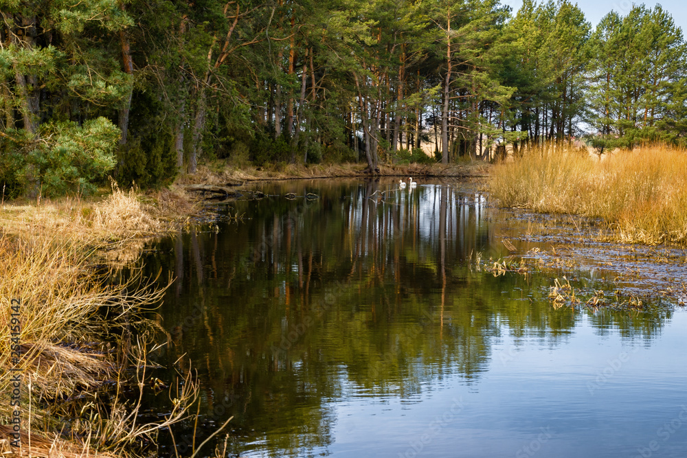 Obraz premium Dolina Górnej Narwi. Wiosna nad Narwią. Natura 2000