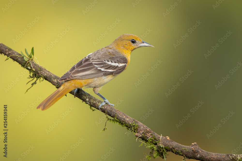 Baltimore oriole in the wild Baltimore oriole in the wild
