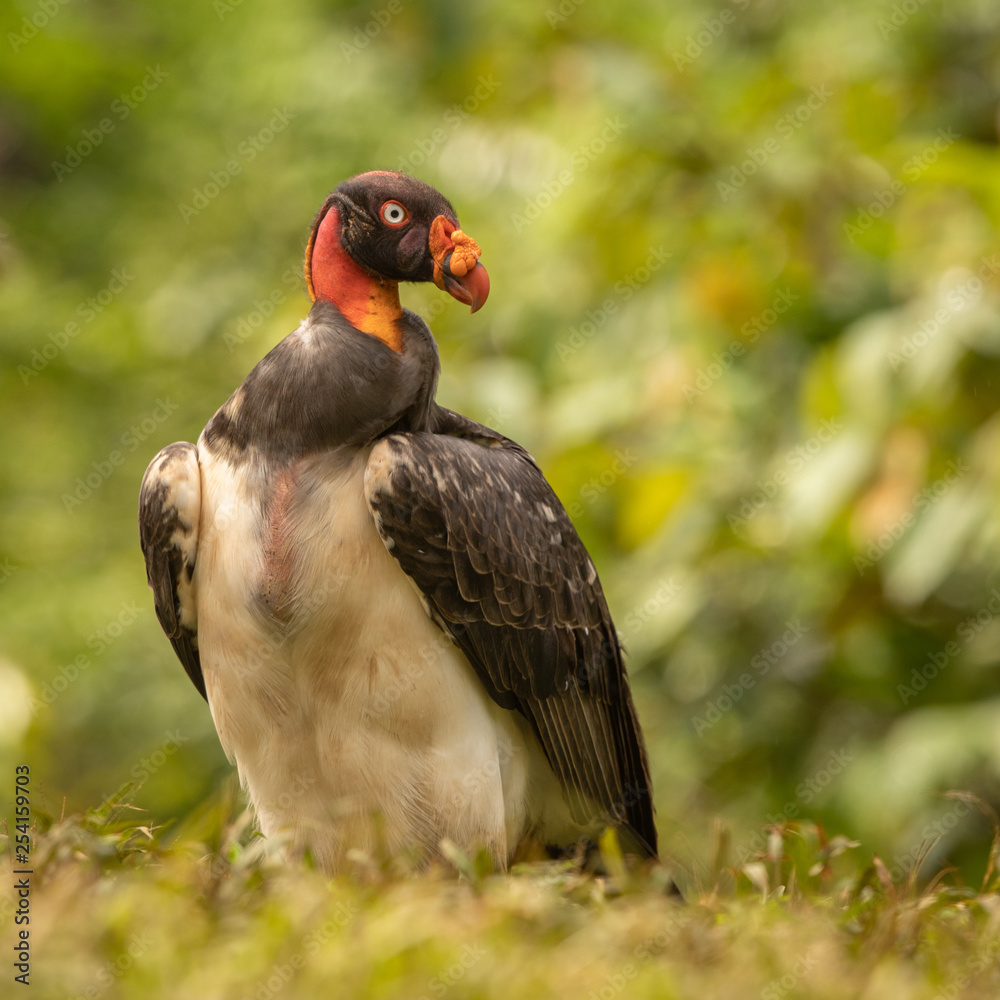 Fototapeta premium King vulture in the wild