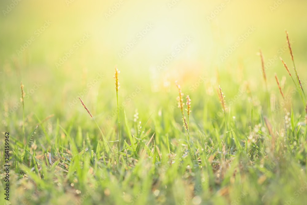 Close up beautiful view of nature green grass on blurred greenery tree background with sunlight in public garden park. It is landscape ecology and copy space for wallpaper and backdrop. Close up beautiful view of nature green grass on blurred greenery tree background with sunlight in public garden park. It is landscape ecology and copy space for wallpaper and backdrop.