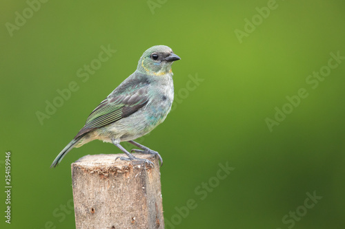 Golden-hooded tanager in the wild