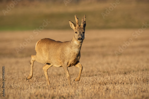 Roe deer, capreolus capreolus, buck in winter coating with antlers in velvet Wild animal at sunset with warm soft light.
