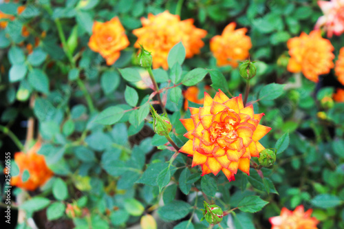 Top view colorful orange or yellow rose blooming and bud with green leaves in garden background