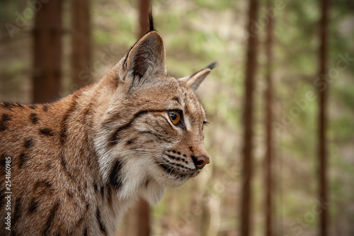 Canvas Print Detailed close-up of adult Eurasian lynx, lynx lynx, in autumn forest with blurred background