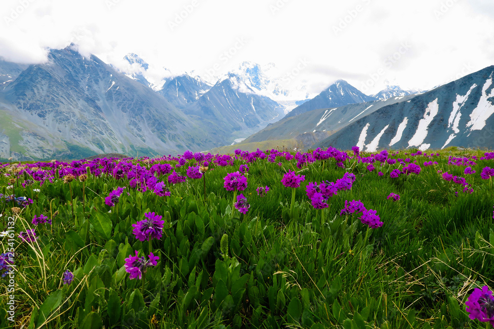 Altai Mountains landscape with purple flowers meadow view