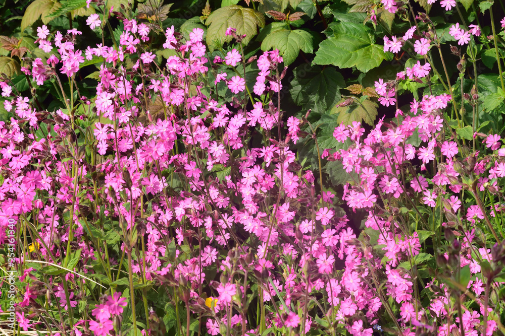 Fototapeta premium Beautiful and vibrantly colorful Flower Portraits and interesting and unusual gardens.