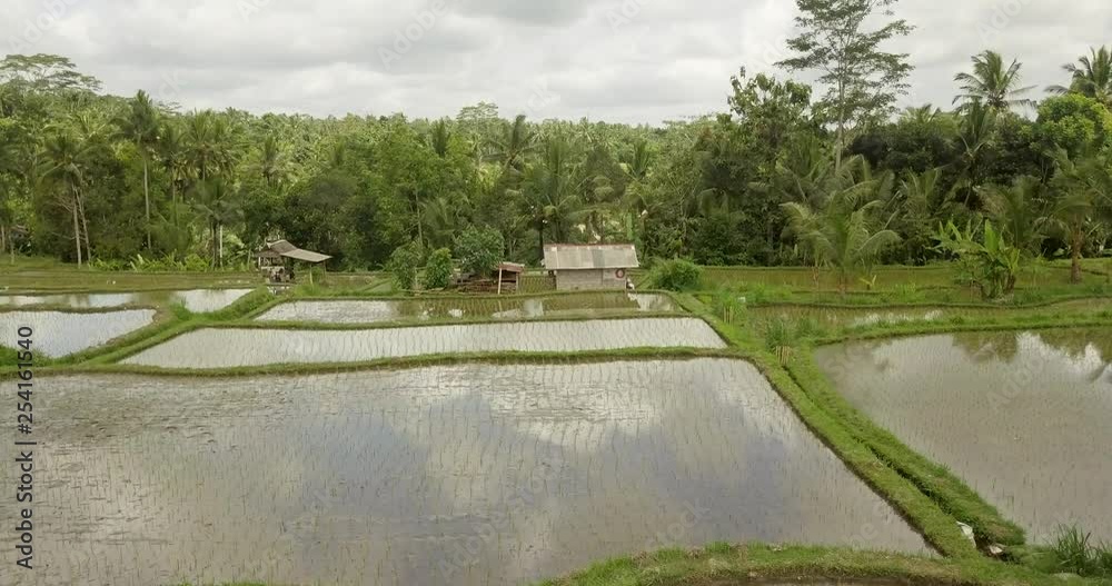 beautiful rice terraces ubuda, indonesia beautiful rice terraces ubuda, indonesia
