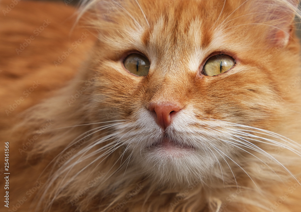 portrait of a redhead adult cat with a big mustache portrait of a redhead adult cat with a big mustache