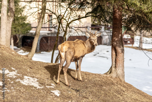 Peaceful deer resting under a tree in winter time, cold winter day © Oana