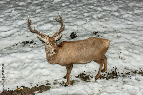 Peaceful deer resting under a tree in winter time  cold winter day