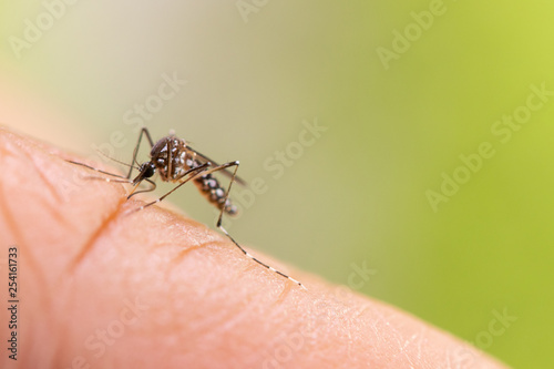 Aedes aegypti or yellow fever mosquito sucking blood on skin,Macro close up show markings on its legs and a marking in the form of a lyre on the upper surface of its thorax