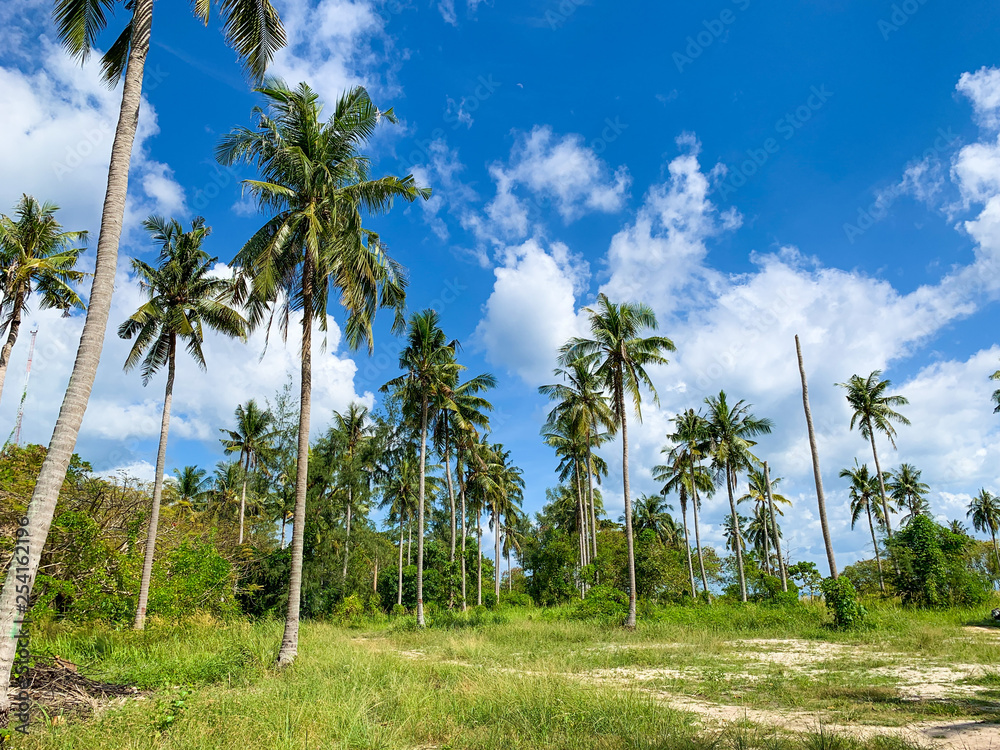 Coconut palms trees in tropical climate Coconut palms trees in tropical climate