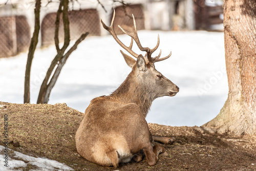 Peaceful deer resting under a tree in winter time  cold winter day