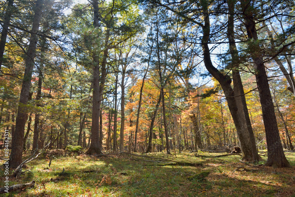 Cedar pines