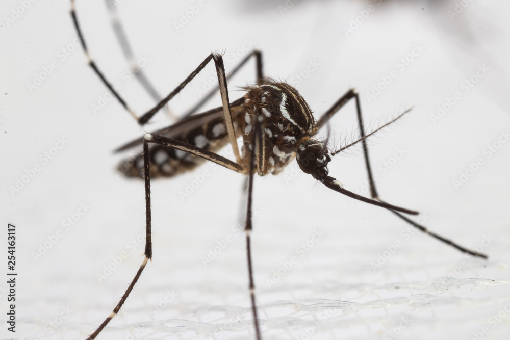 Aedes aegypti or yellow fever mosquito on white wire net mosquito,Macro close up show markings on its legs and a marking in the form of a lyre on the upper surface of its thorax Aedes aegypti or yellow fever mosquito on white wire net mosquito,Macro close up show markings on its legs and a marking in the form of a lyre on the upper surface of its thorax