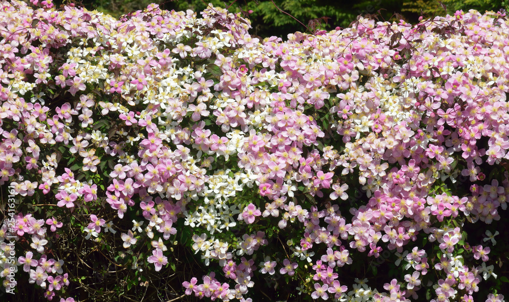 Obraz premium Clematis.
