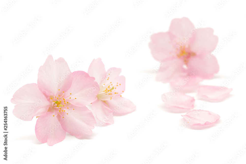 桜 花 春 白 背景 桜 花 春 白 背景